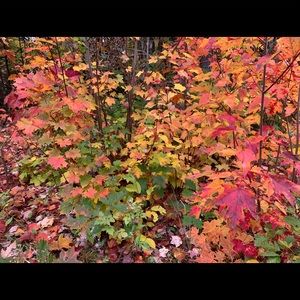 Meet your Posher, An-chi